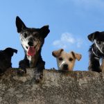 The Cognitive Benefits of Having Pets for Soloagers