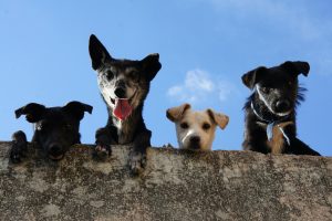 The Cognitive Benefits of Having Pets for Soloagers