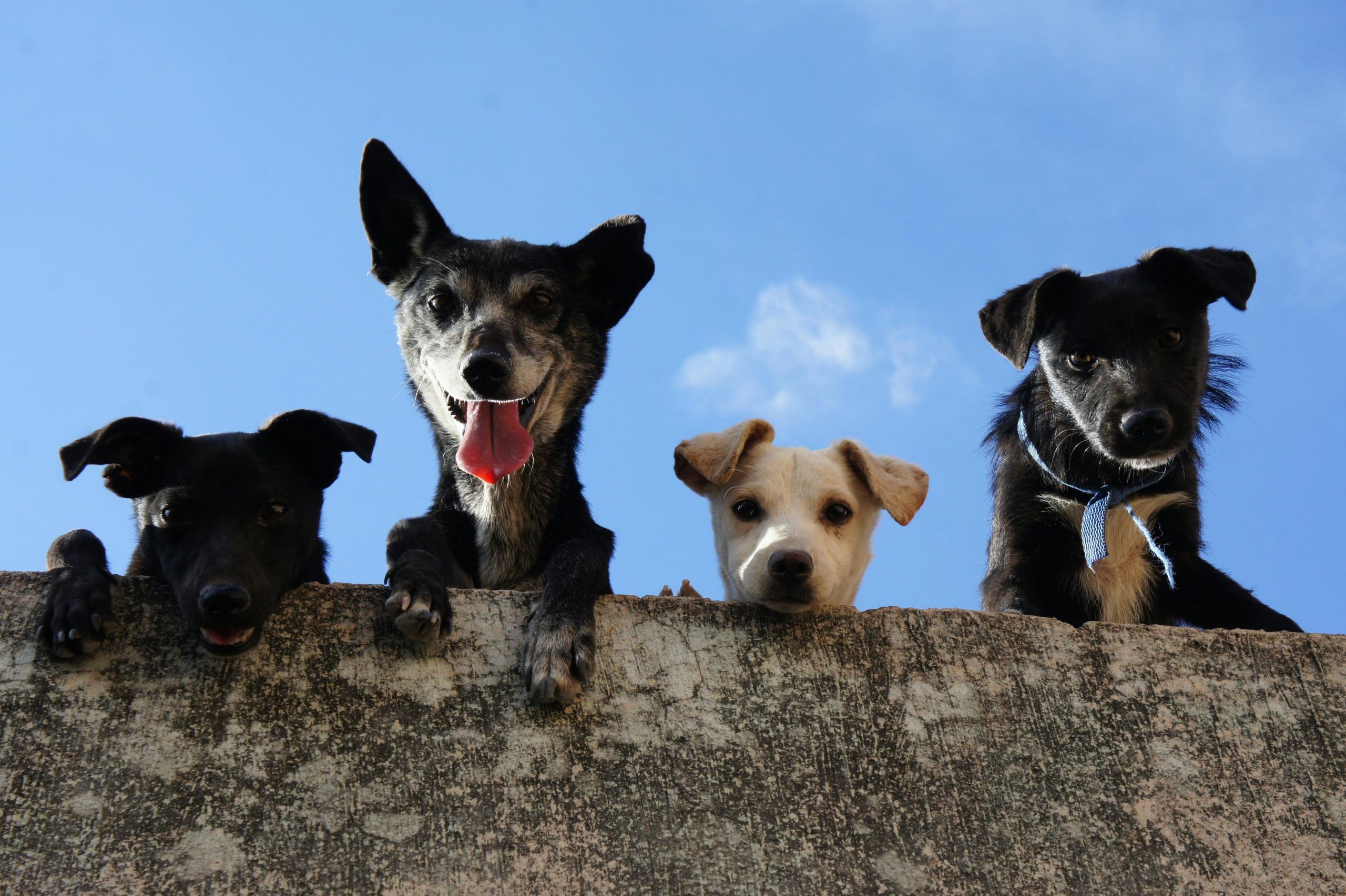 The Cognitive Benefits of Having Pets for Soloagers